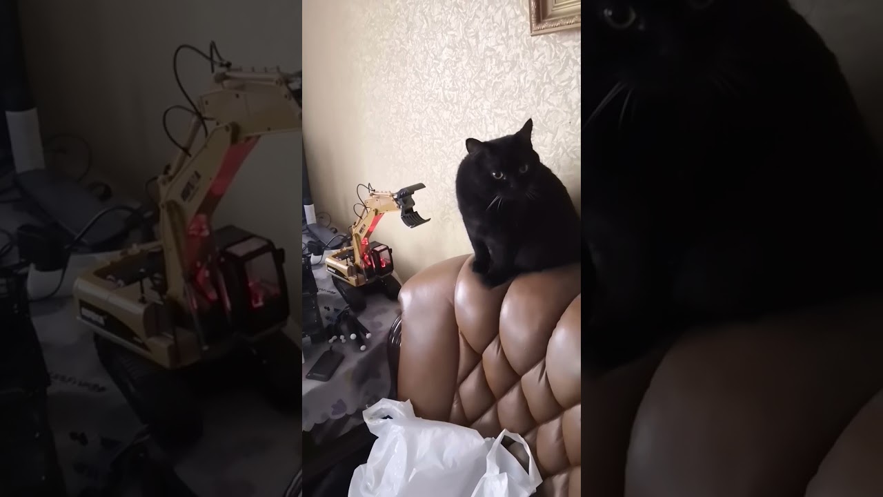Кот и экскаватор huina
