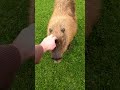 Petting A Wild Capybara