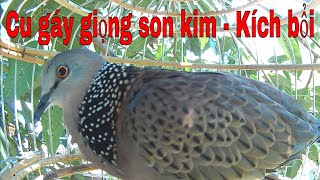Cu gáy giọng Son Kim kích mồi hiệu quả, bổi nghe ức chế.