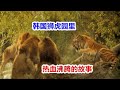 韓國獅虎園：東北虎崛起，讓數十頭獅群和老虎俯首稱臣！ 東北虎16強Tigers fight against Lions（ Korea Everland‘s Battle of Part1）