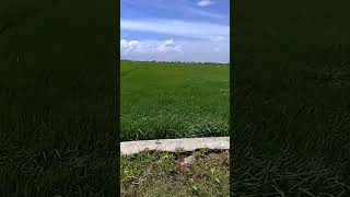 hijaunya padi menyehatkan mata jadi segar