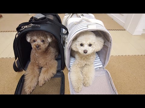 妹犬の新しいキャリーバッグにちゃっかり兄犬と大喜びの犬たちが可愛いｗ【トイプードル】
