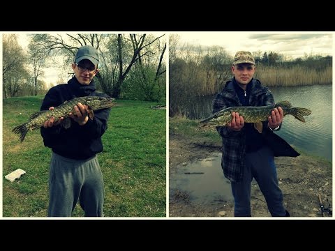 Video: Lydekų Padažai: žingsnis Po žingsnio Nuotraukų Receptai, Kuriuos Lengva Paruošti