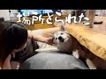 姉と一緒に人ダメソファを占拠するも、徐々に机の下に追いやられ、場所を取られるシベリアンハスキー