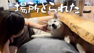 姉と一緒に人ダメソファを占拠するも、徐々に机の下に追いやられ、場所を取られるシベリアンハスキー
