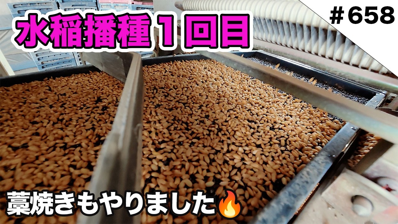 籾種 彩の絆 芽出し済 6,9kg 20260405現在 2026水稲播種1回目 藁焼きもやりました🔥 - YouTube