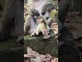 baby monkey ka love 💕 #cuteanimals #youtubeshorts #animal #monkeybusiness #nature #skits #coolvideo