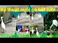 Nuôi cò bắt ruồi rất đơn giản mà hiệu quả