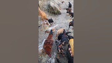 cho gà ăn.pub qaib lom zem kaws