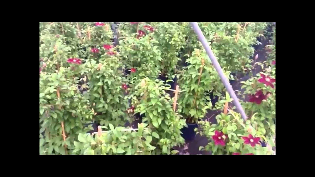 Best Flowering Vines - Clematis Rosemoor