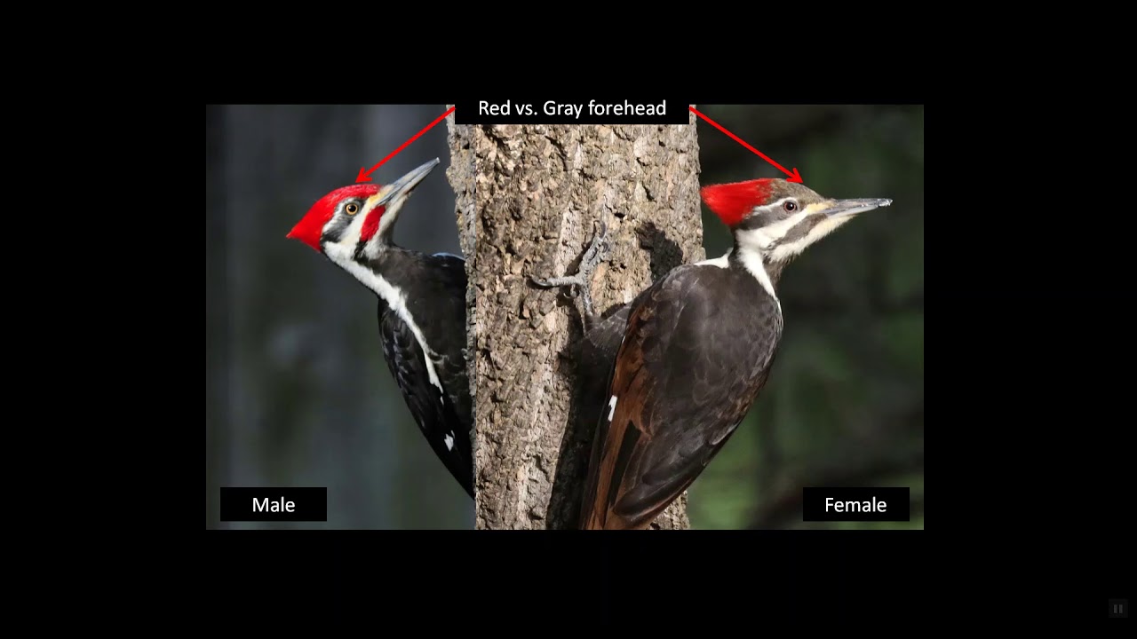 Pileated Woodpecker