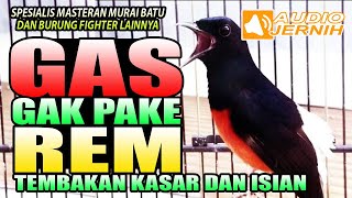 GAS GAK PAKE REM | MENCETAK MURAI BATU BERMENTAL BAJA | MASTERAN MURAI BATU JUARA