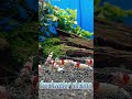 Red bee shrimp ~珂雪(かせつ)~ #レッドビーシュリンプ #珂雪 #アクアリウム #aquarium