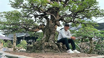 ANH NAM LÊ CHƯA TỪNG GẶP BAO GIỜ ! Một số cây độc đáo tại nhà vườn Bill Nguyễn | Quảng Tùng