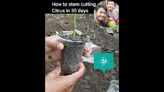 How to stem cutting citrus in 30 days
