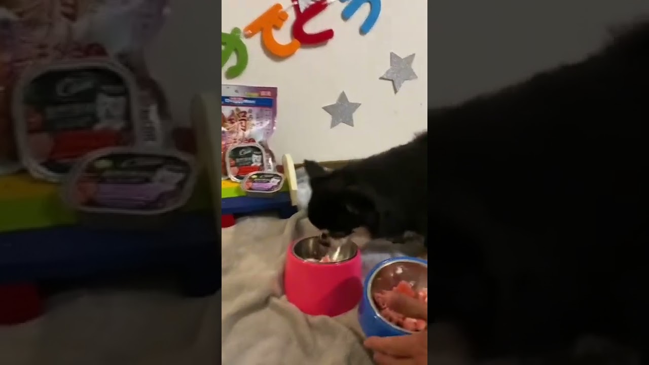 蘭丸の誕生日 Youtube