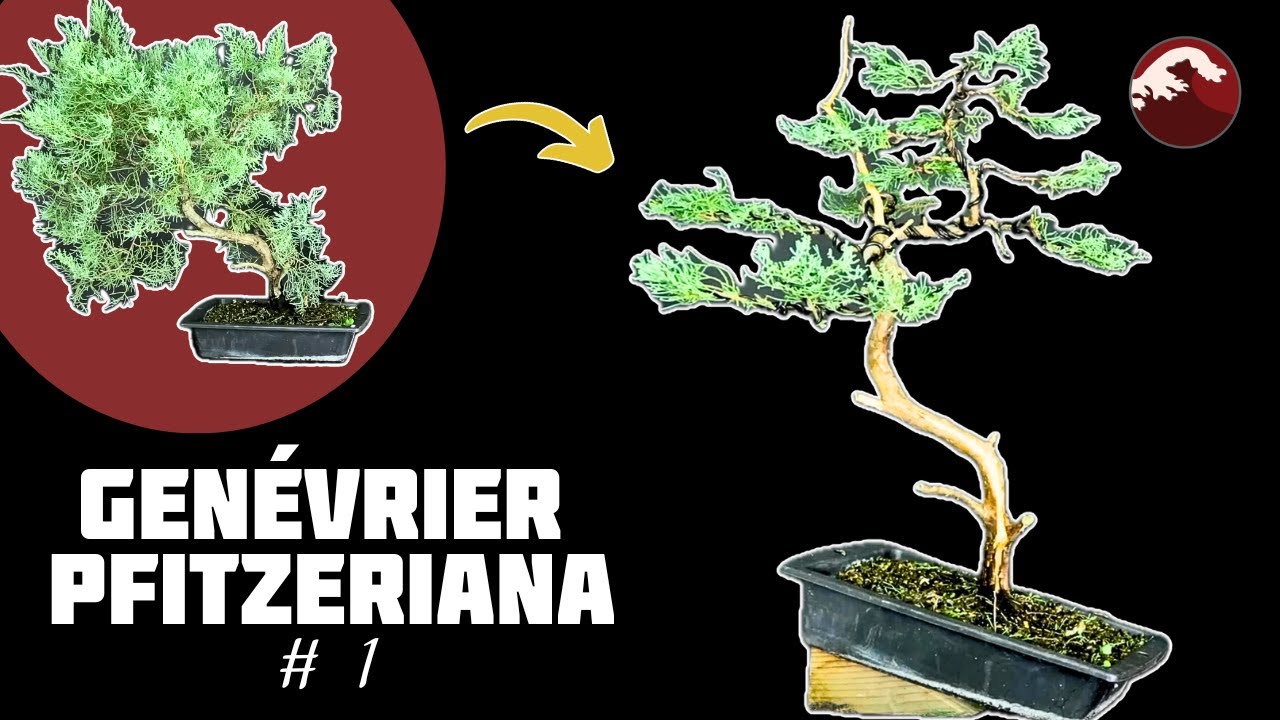 Comment Apprendre la pratique du Bonsaï avec le Genévrier Pfitzeriana ? 🌱 NEJIKAN BONSAI 🌱