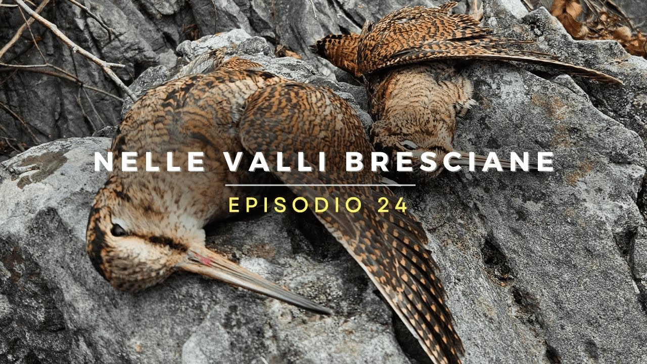 Nelle Valli Bresciane - Episodio 24 | Caccia alla beccaccia: PERFETTA CONCLUSIONE
