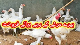 Hera Aseel Chick Available For Sale In Pakistan | Aseel Bird | by Malik Hunter 192 views 4 weeks ago 8 minutes, 19 seconds