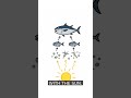 The Food Web: Who Eats Whom (And Why It Matters)