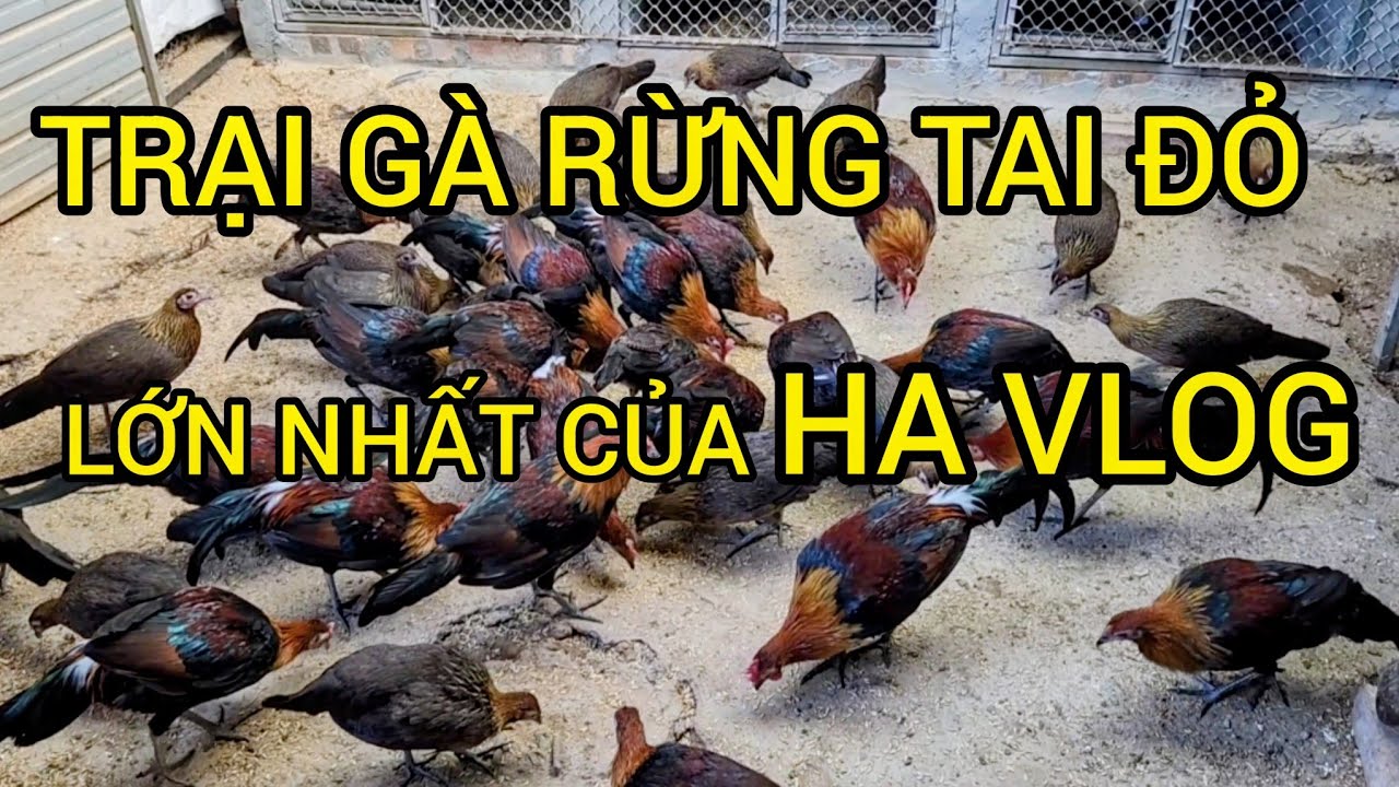 TRẠI GÀ RỪNG LỚN NHẤT của HÀ VLOG