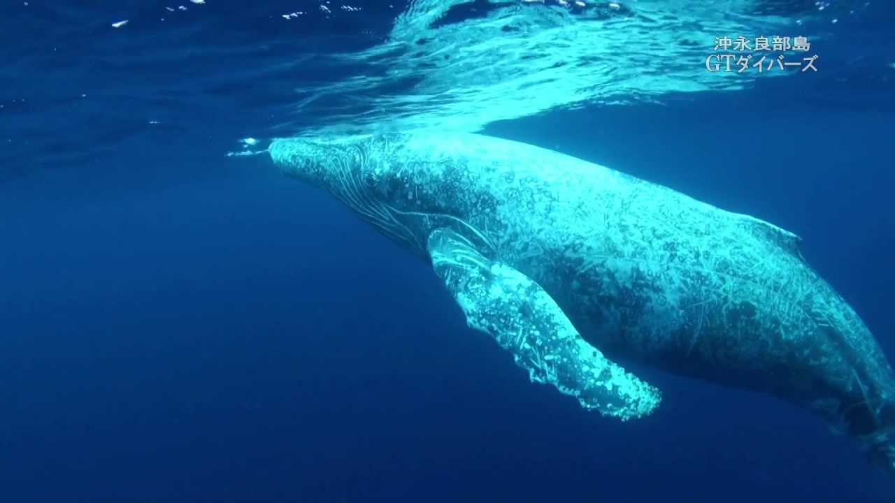 寝てる白いザトウクジラ sleeping white humpback whale - YouTube