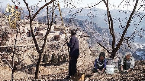 依黄河而建的千年古村，村民世代种枣树为生，山上种着万亩枣园，村中只留下老人生活【幸福之路】