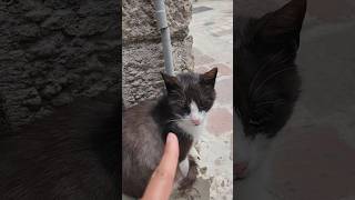 #kotor : the city of #cats #muslimtravelers #shorts