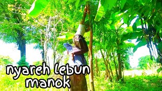 Madura lucu,,carik sarang burung