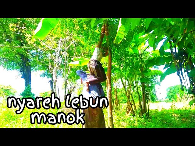 Madura lucu,,carik sarang burung class=