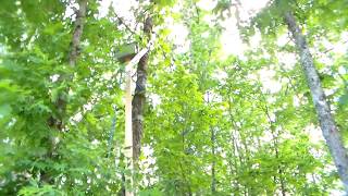 getting a cat out of a tree