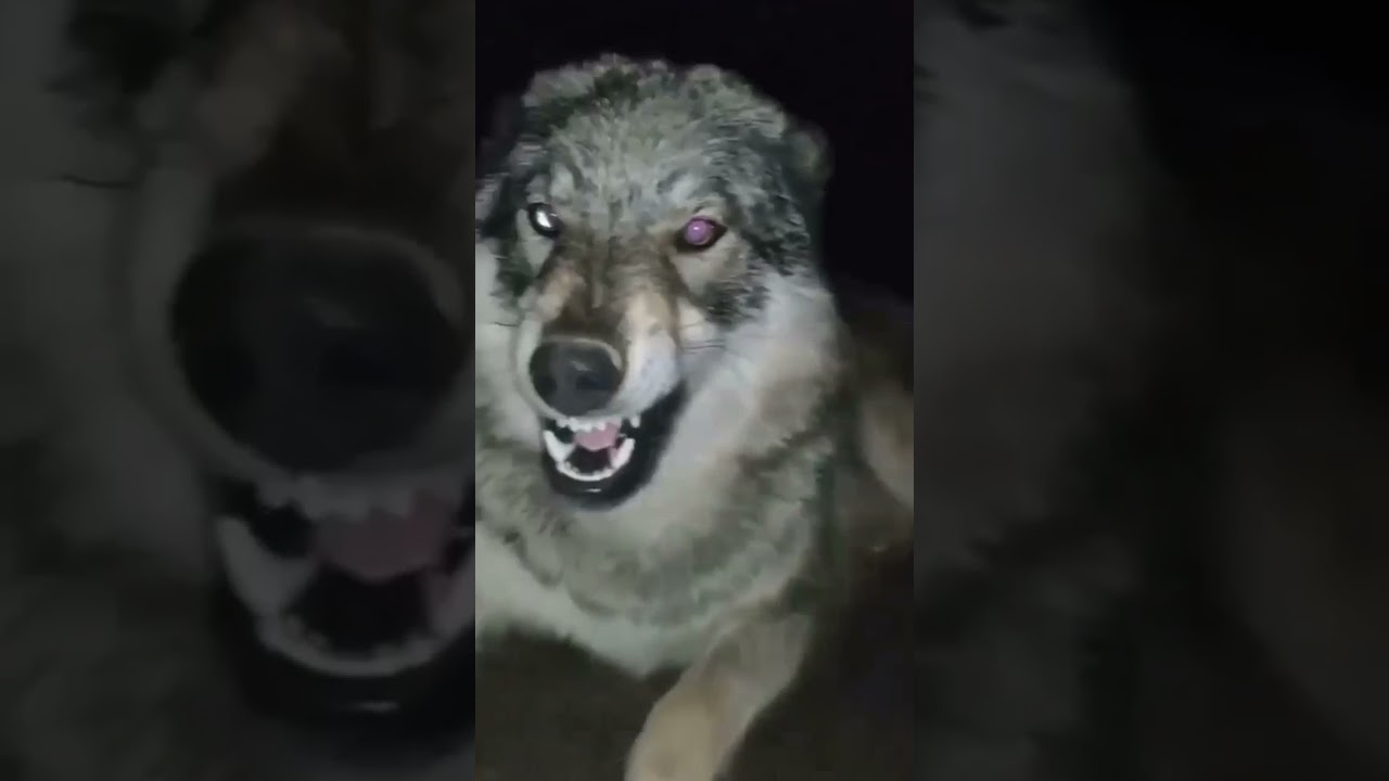 accarezzo un lupo guardate la sua reazione