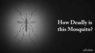 Aedes Aegypti: The Killer Mosquito