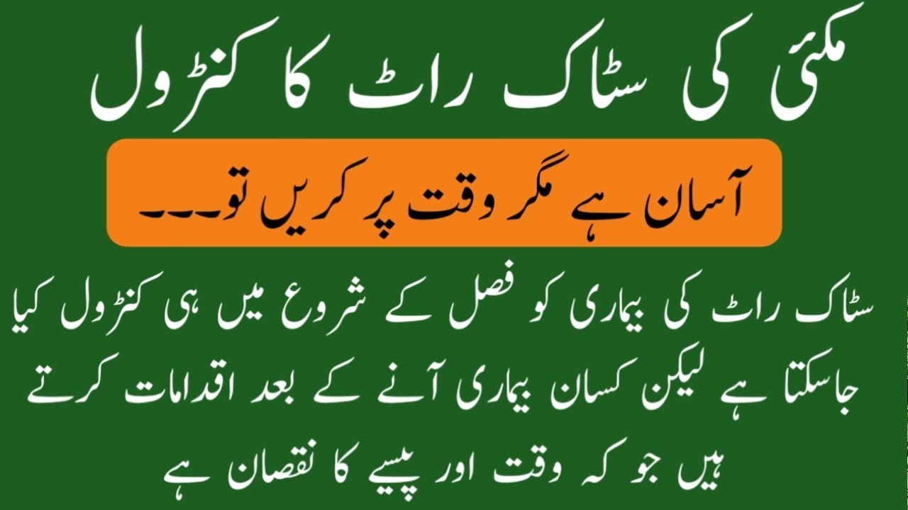 Control of Maize stalk rot disease | TrichoShield is best to control maize stalk rot disease | Pl