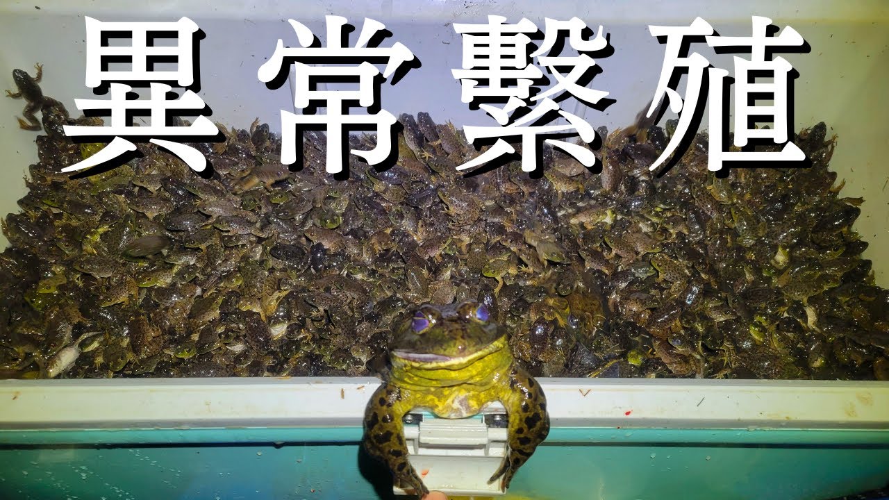 ４年でウシガエル9479匹捕獲したけど未だに3281匹捕獲できるの異常すぎる！！【琵琶湖ガサガサ探検記140】
