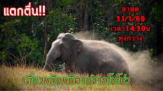 นักท่องเที่ยวกระเจิงเมื่อเห็นโยโย่ววิ่งควบเดี่ยวหลับ#elephant #ช้างป่า #เขาใหญ่