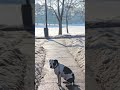 Spring Dogo #dog #dogs #dogshorts #puppy #bully #pitbull #bulldog #pittie #achilles #k9 #dogo #bull