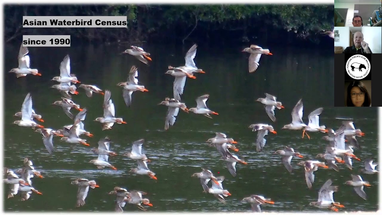 Birdwatching in Singapore & Flyways Conservation
