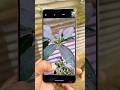 Vivo Y200 Camera Test 😕 #mobilereview #techshorts #vivo #shorts #smartphone