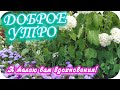 Доброе утро! 🌸Я желаю вам вдохновения! 🌸Замечательное пожелание🌸Желаю удачи!🌸