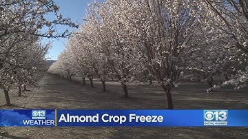 Almond Crop Freeze Has Farmers Concerned