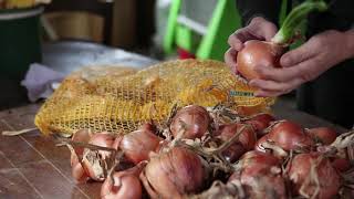 Hoe Teel Je Uienzaad?