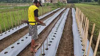 EFFORTLESS FARMING TECHNIQUE: WOODEN SUPPORT SYSTEM FOR HEALTHY CHILI GROWTH!-agriculture farming