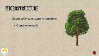 Structure of a Tree I MICRO & MACRO Structure Profile