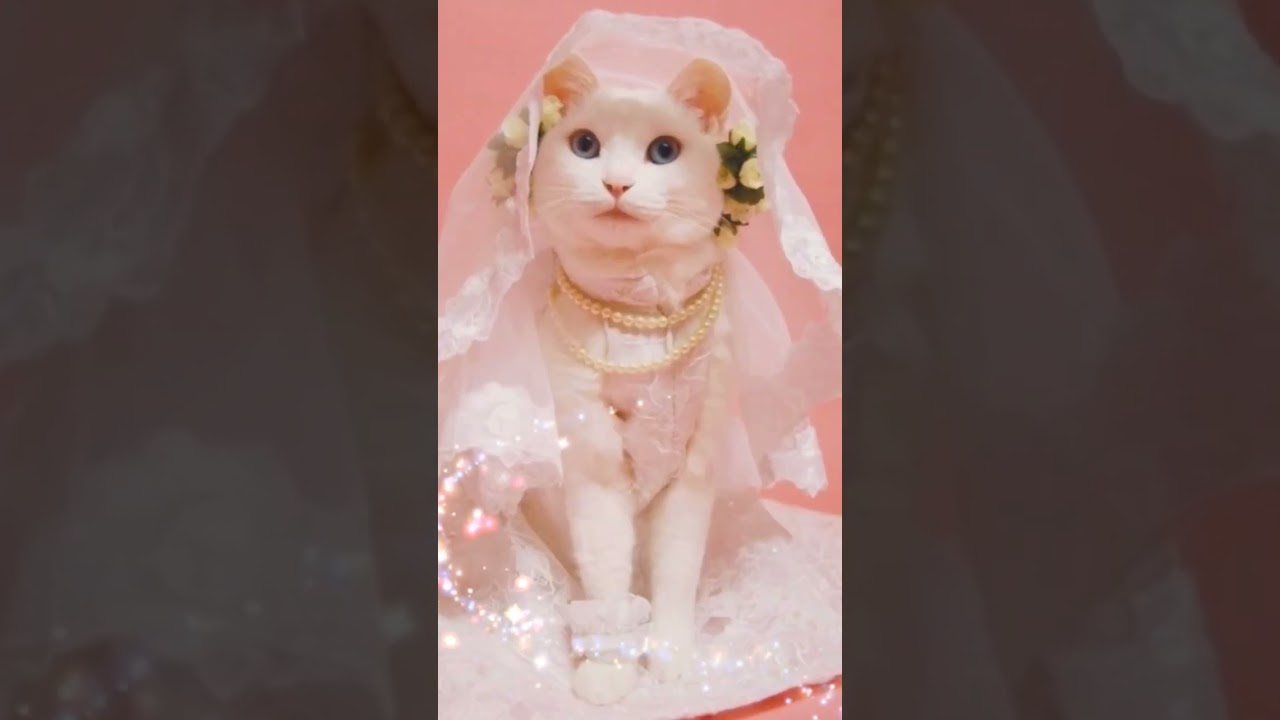 funny kittens part-3