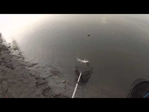 წვერა ფიდერით.усач на фидер