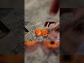 Pumpkin Cauldron Pin Reveal - Disappointed?