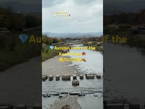 ????Autumn colors of the Kamo River???? 鴨川の紅葉???? #beautiful #kyotowalk #リラックス #京都 #relaxing