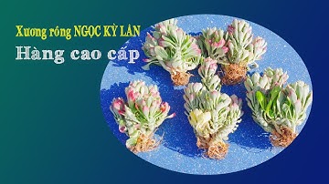 MUỐN CHƠI HÀNG ĐỘC LẠ SIÊU TO THÌ MUA XƯƠNG RỒNG NGỌC KỲ LÂN CẨM THẠCH NÀY