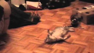 Egyptian Mau's Three Stages of Playing  Funny